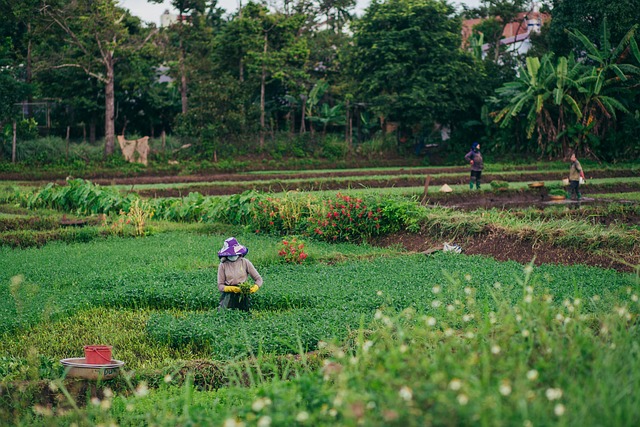 Living Near Borobudur’s Rural Villages