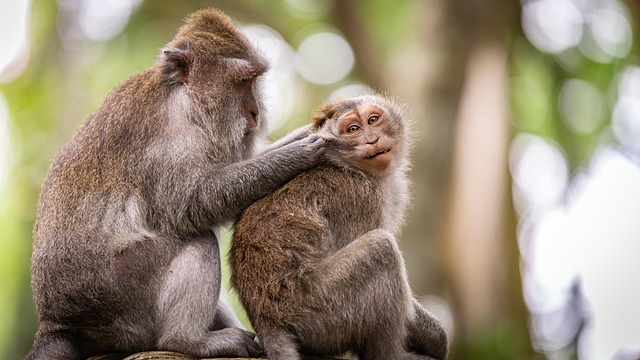 Living With Locals in Ubud