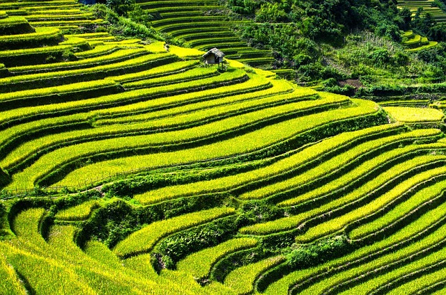 Staying Locally Near Rice Fields