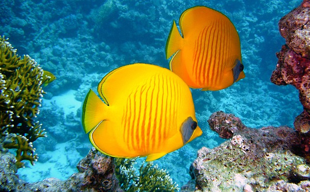 Where I’d Stay Near Coral Reefs